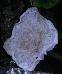 Marasmiellus flaccidus