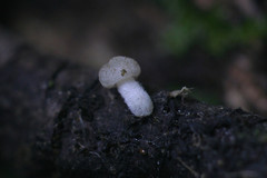 Marasmiellus flaccidus