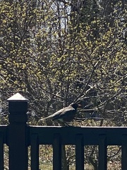 Turdus migratorius