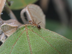 Anoplolepis gracilipes