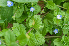 Peronospora agrestis