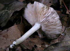 Entoloma