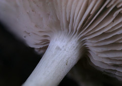 Entoloma