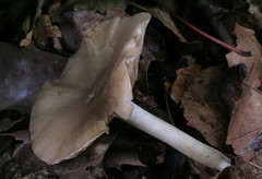 Entoloma