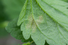 Peronospora agrestis