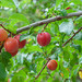 Prunus × syriaca - Photo (c) Nicolas Schwab, some rights reserved (CC BY-NC), uploaded by Nicolas Schwab