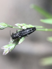 Agrilus obsoletoguttatus