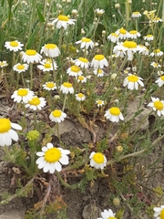 Anthemis ruthenica