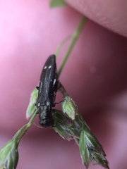 Agrilus obsoletoguttatus