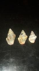 Gemophos sanguinolentus