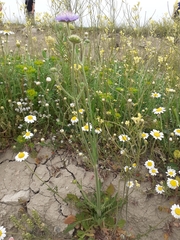 Anthemis ruthenica