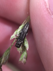 Agrilus obsoletoguttatus