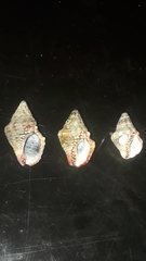 Gemophos sanguinolentus