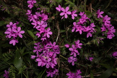 Phlox amoena