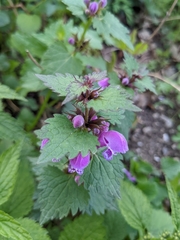 Lamium maculatum