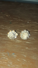 Gemophos sanguinolentus