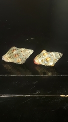 Gemophos sanguinolentus