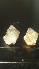 Gemophos sanguinolentus