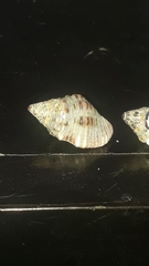 Gemophos sanguinolentus