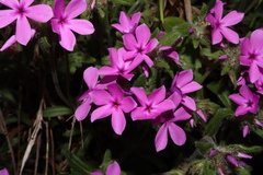 Phlox amoena