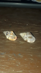 Gemophos sanguinolentus