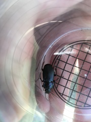 Abax parallelepipedus