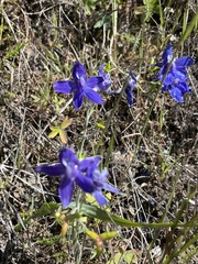 Delphinium decorum