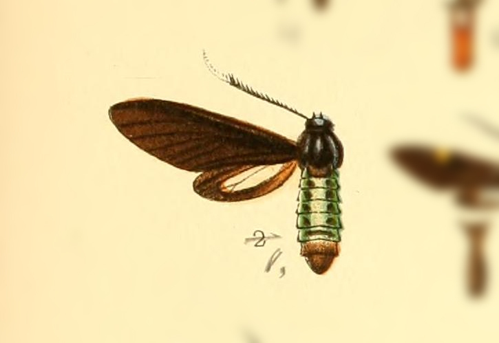 Ichoria chalcomedusa