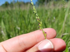 Dichanthelium leibergii