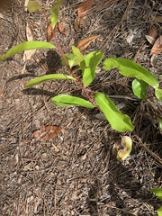 Geobalanus oblongifolius