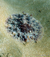 Dendrodoris carbunculosa