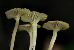 Gerronema subclavatum