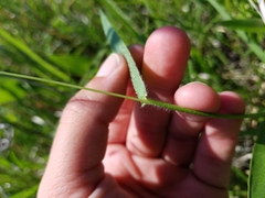 Dichanthelium leibergii