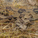 Boa constrictor constrictor - Photo 由 GabrielRodríguezOvalle 所上傳的 (c) GabrielRodríguezOvalle，保留部份權利CC BY-NC