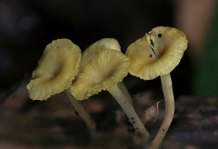 Gerronema subclavatum