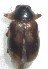 Microeurydemus africanus