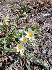 Tulipa bifloriformis