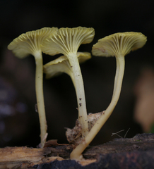 Gerronema subclavatum