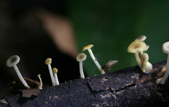 Gerronema subclavatum