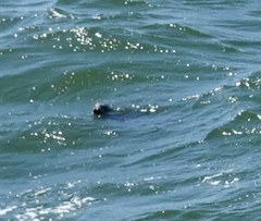 Halichoerus grypus grypus