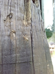 Rhagio atlanticus