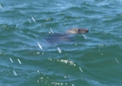 Halichoerus grypus grypus