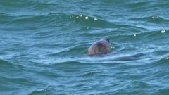 Halichoerus grypus grypus