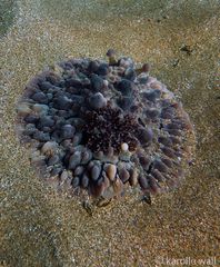 Dendrodoris carbunculosa