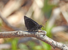 Erynnis brizo