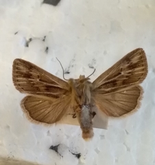 Mythimna anderreggii