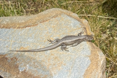 Liolaemus alticolor