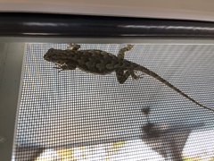 Sceloporus occidentalis