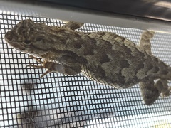 Sceloporus occidentalis