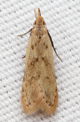Dichomeris punctipennella